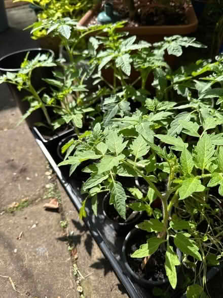 Photo of free Tomato plants (Eastbourne BN21) #1