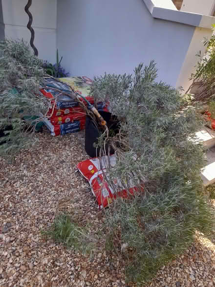 Photo of free Lavender plant (Wimbledon SW19) #1