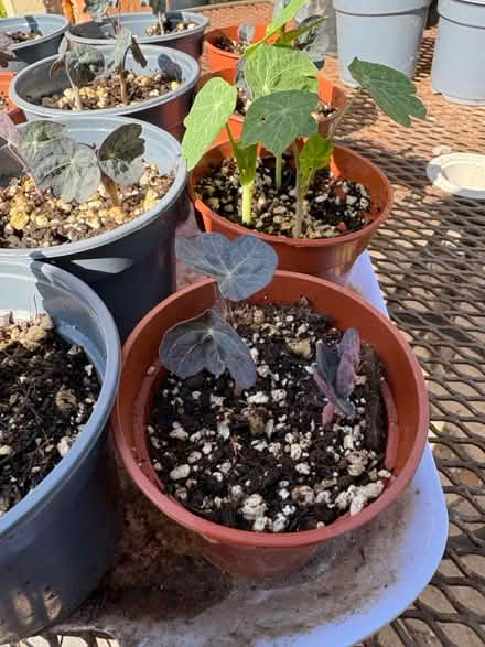 Photo of free Mixed Nasturtiums (Chorley PR6) #2