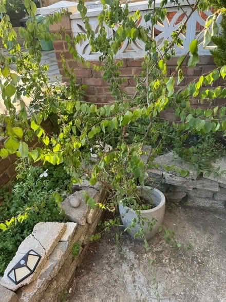 Photo of free Shrub (Finsbury Park N4) #2
