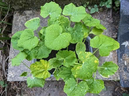 Photo of free Squash plants in need of a garden (BD16 cottingley) #1