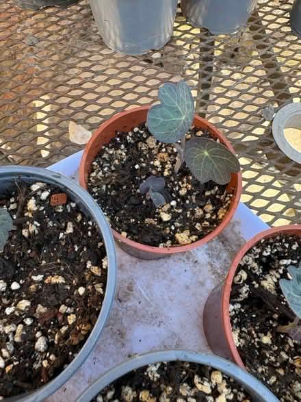 Photo of free Mixed Nasturtiums (Chorley PR6) #3