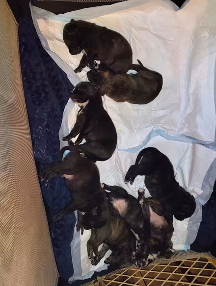 Photo of Puppy play pen for indoor/ outdoor (Terre haute) #2