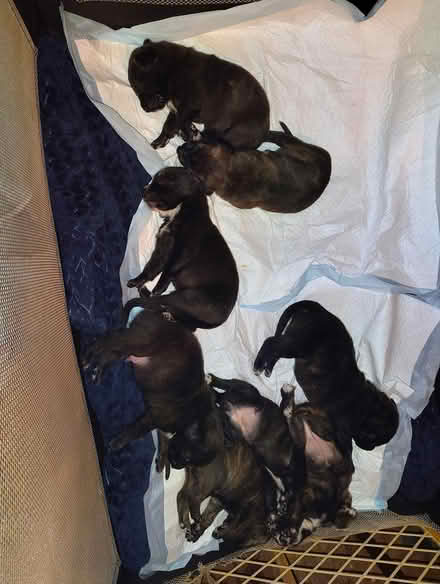 Photo of Puppy play pen for indoor/ outdoor (Terre haute) #2