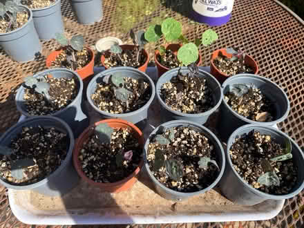 Photo of free Mixed Nasturtiums (Chorley PR6) #1