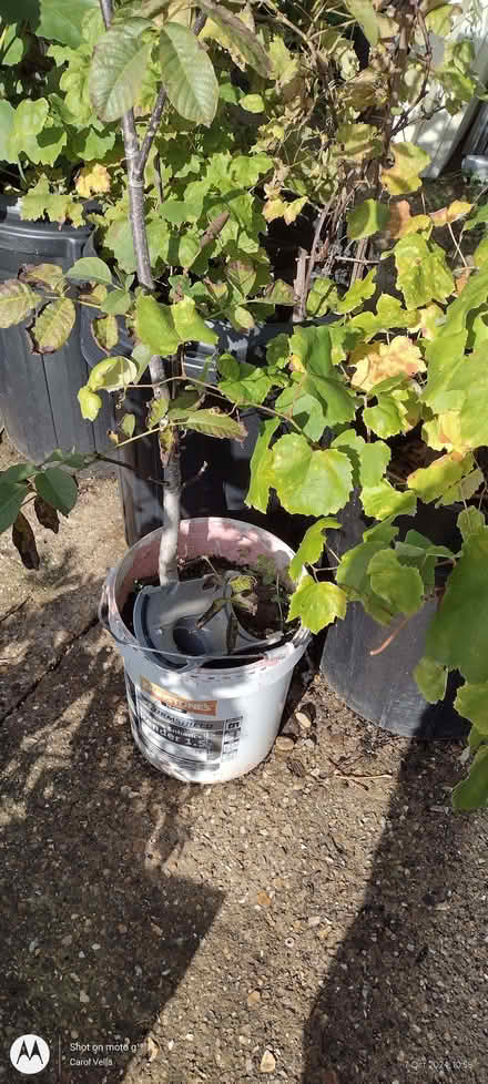 Photo of Plastic bins or large paint containers (Far Bletchley MK3) #3