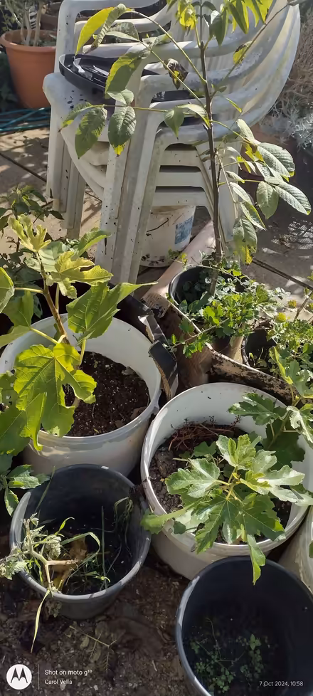 Photo of Plastic bins or large paint containers (Far Bletchley MK3) #2
