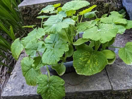 Photo of free Squash plants in need of a garden (BD16 cottingley) #3