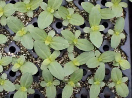 Photo of Zinnia Seedlings (Erin Mills) #1
