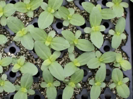 Photo of Zinnia Seedlings (Erin Mills) #1
