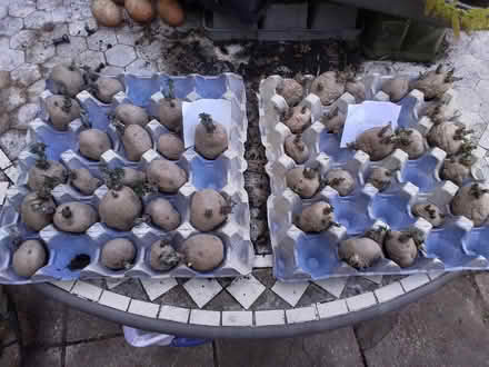 Photo of free Seed potatoes (Grenoside S35) #1
