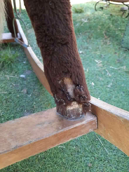Photo of free Rocking horse suit age 3+ (Stanley Gate L39) #2