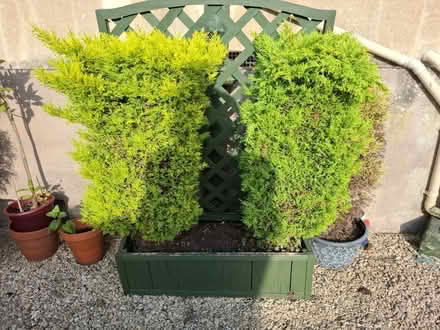 Photo of free 1m potted hedges in wood planters (Oldfield Park, Bath) #1
