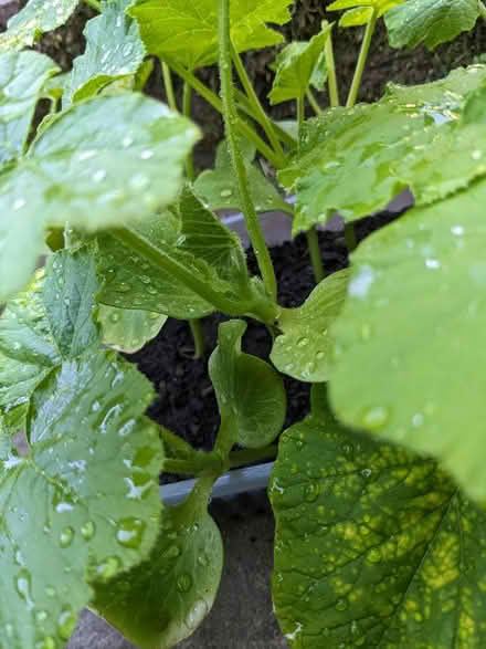 Photo of free Squash plants in need of a garden (BD16 cottingley) #2