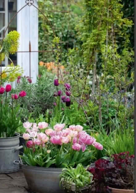 Photo of Garden plants (Ecclesall) #1