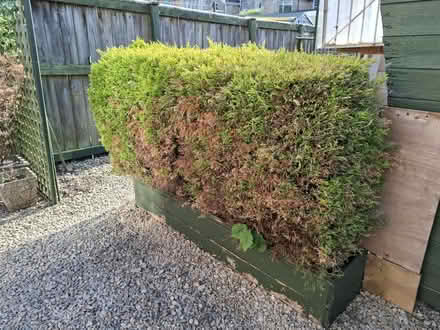 Photo of free 1m potted hedges in wood planters (Oldfield Park, Bath) #2