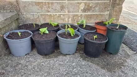 Photo of free Hostas (Kingsway) #1