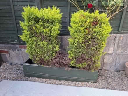Photo of free 1m potted hedges in wood planters (Oldfield Park, Bath) #3