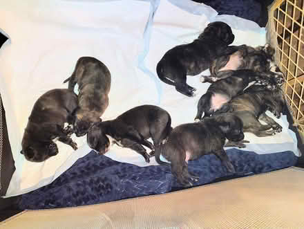 Photo of Puppy play pen for indoor/ outdoor (Terre haute) #3