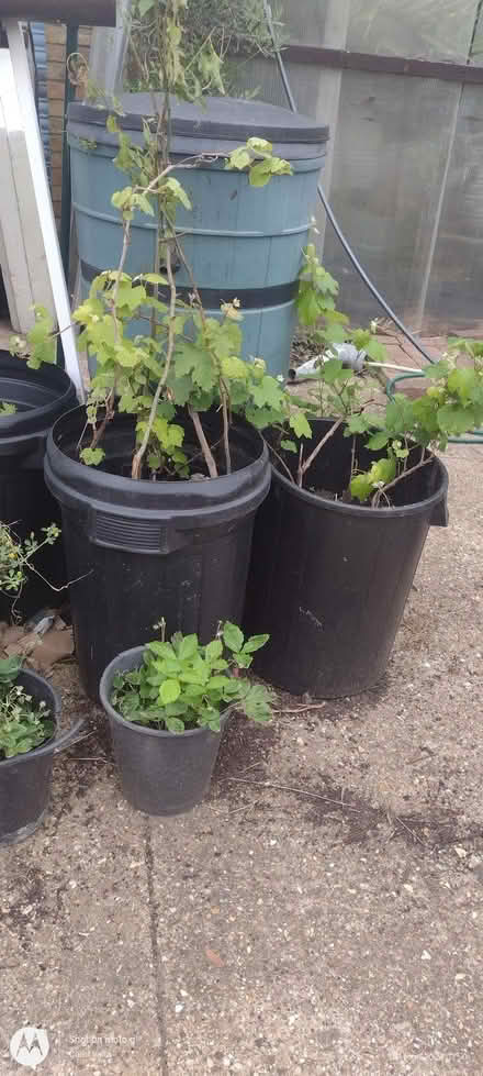 Photo of Plastic bins or large paint containers (Far Bletchley MK3) #1