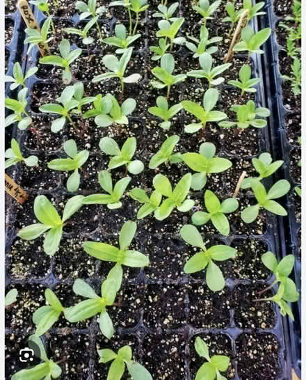 Photo of Zinnia Seedlings (Erin Mills) #2