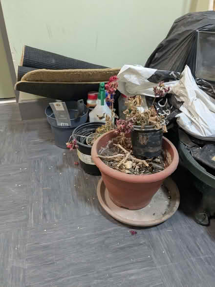 Photo of free Plant pots (islington N1) #2