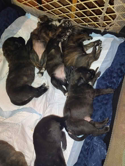Photo of Puppy play pen for indoor/ outdoor (Terre haute) #1