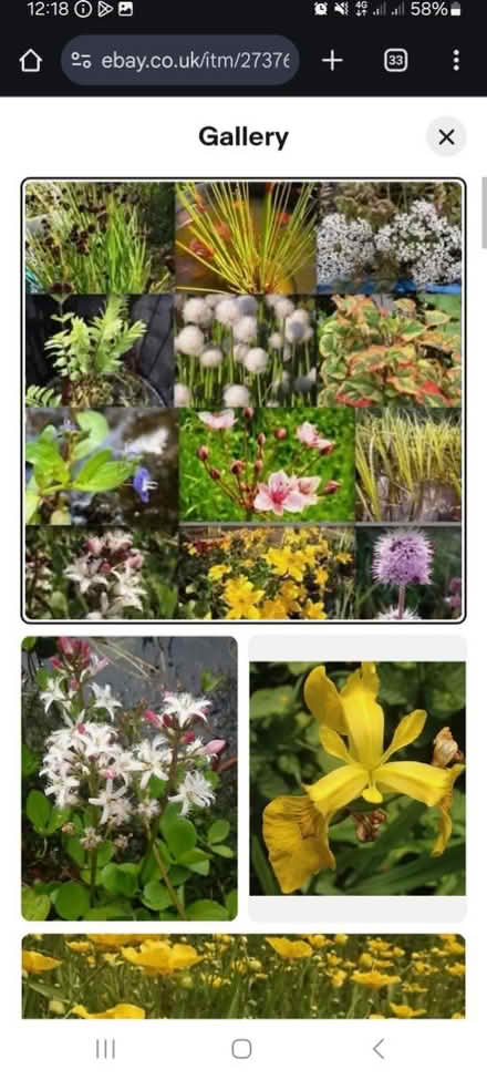Photo of Pond plants (HU8 james reckitt) #1