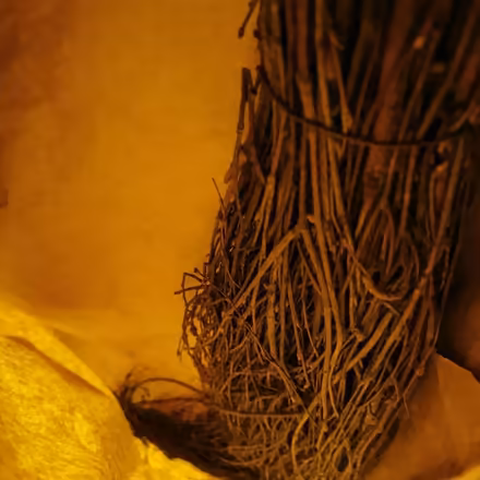 Photo of free Witches broom (Felling) #1