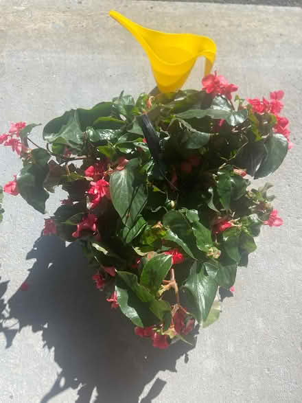 Photo of Wide mouth Planter Pot (Kanata) #1