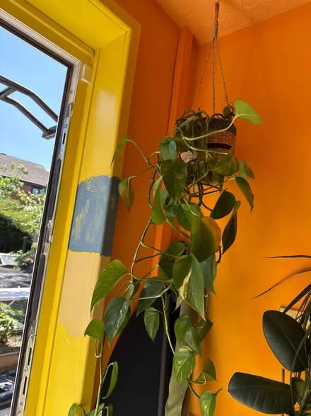 Photo of free Pothos Hanging plant (Prenton) #1