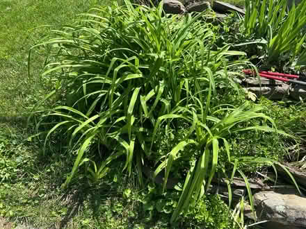 Photo of free perennials (Near Dorney Park) #2