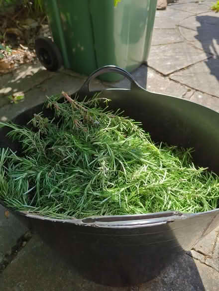 Photo of free Rosemary (Chesterfield S41) #2