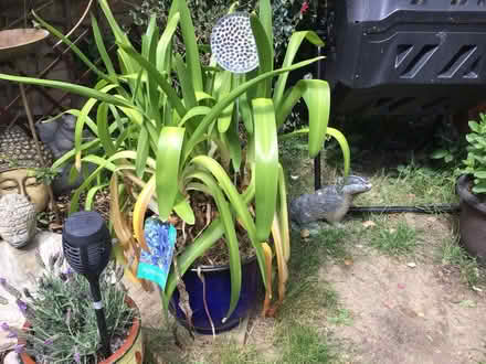 Photo of 20-22”Flower Pot (Chelmsford CM2) #1