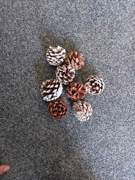 Photo of free Decorative pine cones (Southsea) #1