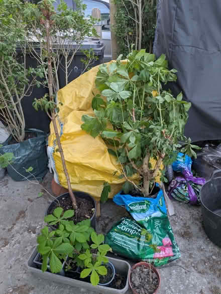 Photo of free Selection of young trees / saplings (Low Leighton SK22) #1