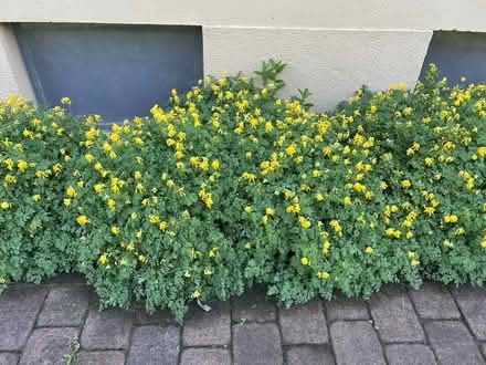 Photo of free perennials (Near Dorney Park) #1