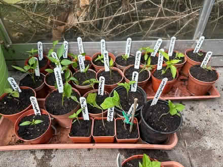 Photo of free Chilli Plants (Redditch, B98) #1