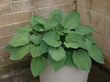 Photo of free Hostas (Kingsway) #2
