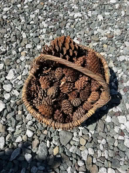 Photo of free Collection of pine cones (Presteigne LD8) #1