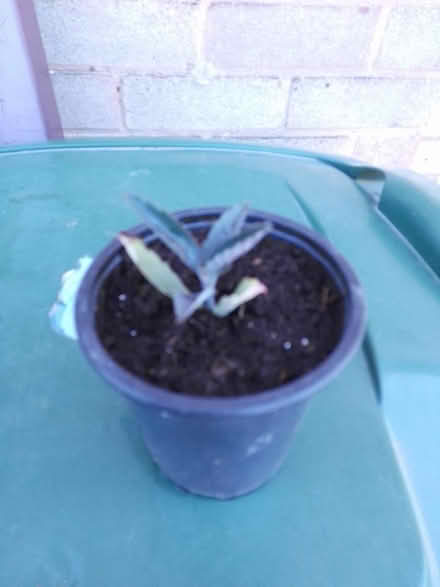 Photo of free Small Mexican hat house plant (Killamarsh S21) #1