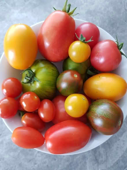 Photo of free Assorted Tomato Plants More added (Merley BH21) #1