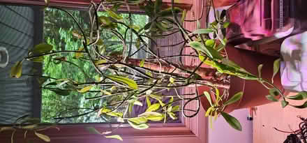 Photo of free Money plants (Issaquah) #1