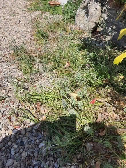 Photo of free Grape hyacinth bulbs (muscari) (Stroud central) #1