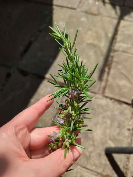 Photo of free Rosemary (Chesterfield S41) #1