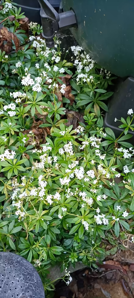Photo of free Woodruff plant (Little Stoke ST15) #1