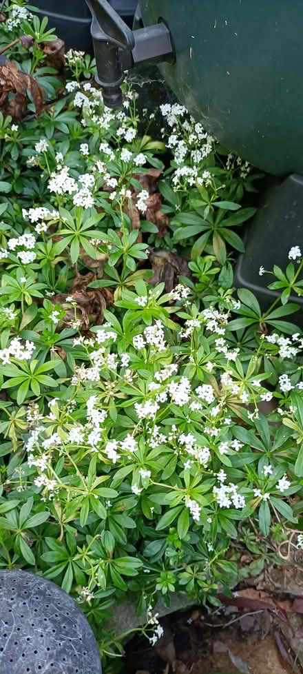 Photo of free Woodruff plant (Little Stoke ST15) #1