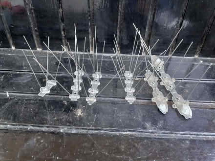 Photo of free Bird spikes (Wandsworth Common SW12) #1