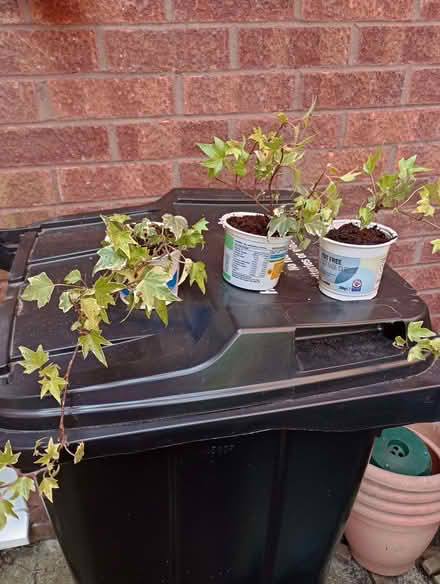 Photo of free Variegated ivy (Lower Earley RG6) #1