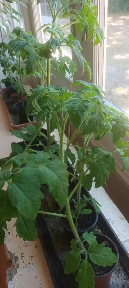 Photo of free Tomato Plants (Appleby-in-Westmorland CA16) #1